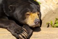 Sun bear also known as a Malaysian bear Royalty Free Stock Photo