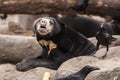 Sun bear with a crow Royalty Free Stock Photo