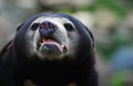 Sun Bear (Helarctos malayanus) Royalty Free Stock Photo