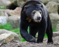 Sun Bear (Helarctos malayanus) Royalty Free Stock Photo