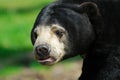 Sun Bear (Helarctos malayanus) Royalty Free Stock Photo