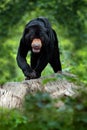 Sun bear, Helarctos malayanus, beautiful danger animal from Asia tropic forest. Portrait of Malayan Sun Bear in the green nature