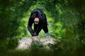 Sun bear, Helarctos malayanus, beautiful dangerous animal from Asian tropical forest. Portrait of Malayan Sun Bear in the green