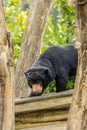 Sun bear (Helarctos malayanus Royalty Free Stock Photo