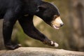 Sun Bear (Helarctos malayanus) Royalty Free Stock Photo