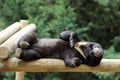 Sun bear, Helarctos malayanus Royalty Free Stock Photo