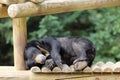 Sun bear, Helarctos malayanus Royalty Free Stock Photo