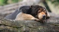 The sun bear Helarctos malayanus Royalty Free Stock Photo