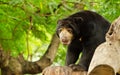 Sun bear (Helarctos malayanus) Royalty Free Stock Photo