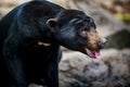 Sun Bear Helarctos malayanus Royalty Free Stock Photo