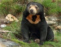 Sun Bear (Helarctos malayanus) Royalty Free Stock Photo