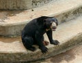 Sun Bear (Helarctos malayanus) was seen at the Ragunan Zoo in Jakarta.