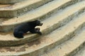 Sun Bear (Helarctos malayanus) was seen at the Ragunan Zoo in Jakarta.