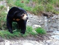 Sun Bear (Helarctos malayanus) Royalty Free Stock Photo