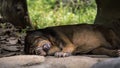 Sun Bear sleeping in forest between rocks and trees Royalty Free Stock Photo