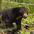 Sun Bear strolling on a grassy road Royalty Free Stock Photo