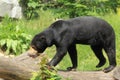 Sun bear Royalty Free Stock Photo