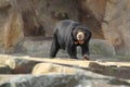 Sun bear Royalty Free Stock Photo