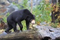 Sun bear Royalty Free Stock Photo