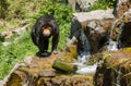Sun Bear Waterfall Royalty Free Stock Photo