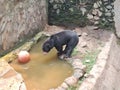 sun bear, & x28;Helarctos malayanus& x29; walking in an enclosure at ragunan zoo