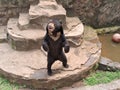 sun bear, & x28;Helarctos malayanus& x29; walking in an enclosure at ragunan zoo
