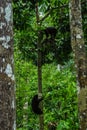 A sun bears in rainforest of Malaysia