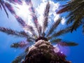 Big and tall palm tree from the Bahamas