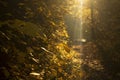 Sun beautifully illuminatin from autumn leaf on blurred background natural leaves plants landscape, ecology, fresh wallpaper