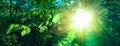 Sun beautifully illuminatin from green leaf on blurred background natural leaves plants landscape, ecology, fresh wallpaper