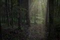 Sun Beem Through the Deep Forest in North Carolina Royalty Free Stock Photo