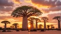 Beautiful Baobab trees at sunset at the avenue of the baobabs in Madagascar Royalty Free Stock Photo