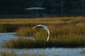 The sun begins to set as the great egret flies over the water looking for a meal Royalty Free Stock Photo