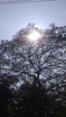 The sun behind the big tree Royalty Free Stock Photo