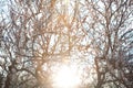 Sun behind the blooming apricot Royalty Free Stock Photo