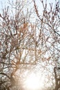 Sun behind the blooming apricot Royalty Free Stock Photo