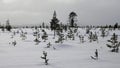 Winter snowfield with small trees in Swedish Lapland