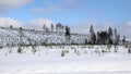 Winter snowfield with small trees in Swedish Lapland Royalty Free Stock Photo