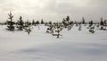 Winter snowfield with small trees in Swedish Lapland Royalty Free Stock Photo