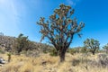 Sun Behind Joshua Tree Royalty Free Stock Photo