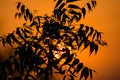 Sun behind Neem Tree. Azadirachta indica, commonly known as neem Royalty Free Stock Photo