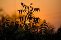 Sun behind Neem Tree. Azadirachta indica, commonly known as neem Royalty Free Stock Photo