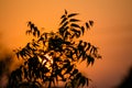 Sun behind Neem Tree. Azadirachta indica, commonly known as neem Royalty Free Stock Photo