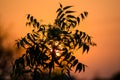 Sun behind Neem Tree. Azadirachta indica, commonly known as neem Royalty Free Stock Photo