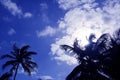 Sun behind the palm tree Royalty Free Stock Photo