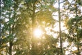 Sun behind the pine trees in the forest. Earth Day or carbon net zero concept