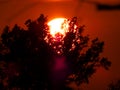 The sun behind the tree Royalty Free Stock Photo