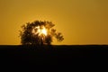 Sun behind a tree Royalty Free Stock Photo