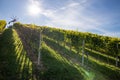 Sun behing a vine yard hill with a klapotetz in the south styrian region Weinstrasse