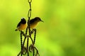 Sun-Bird Couple Royalty Free Stock Photo